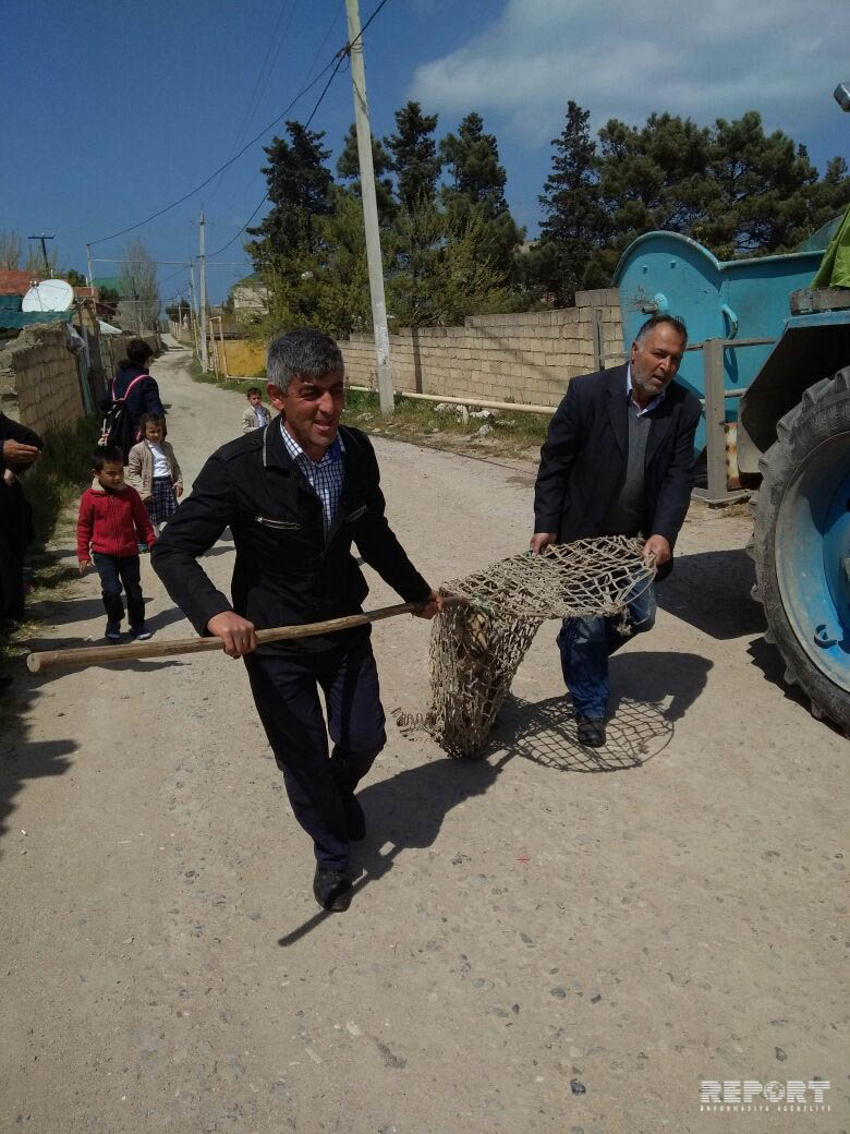 Sahibsiz itlərin təmizlənməsinə başlanıldı - FOTOLAR