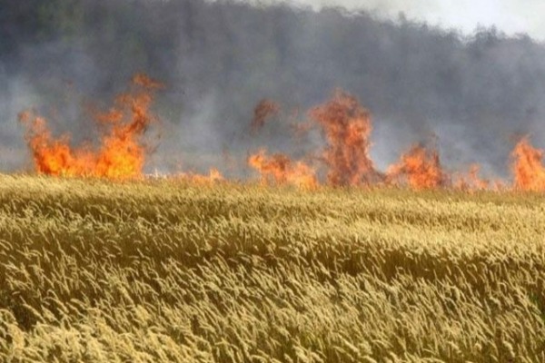 Samuxda 4 hektar taxıl sahəsi yandı 