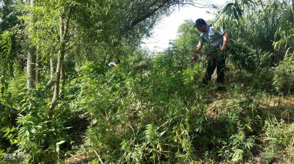 Bir tondan çox çətənə kolu aşkar edildi - AZƏRBAYCANDA - FOTO