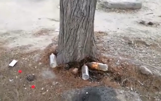Yasamalda ağacların diblərinə kislota tükülüb?   - RƏSMİ AÇIQLAMA (VİDEO)