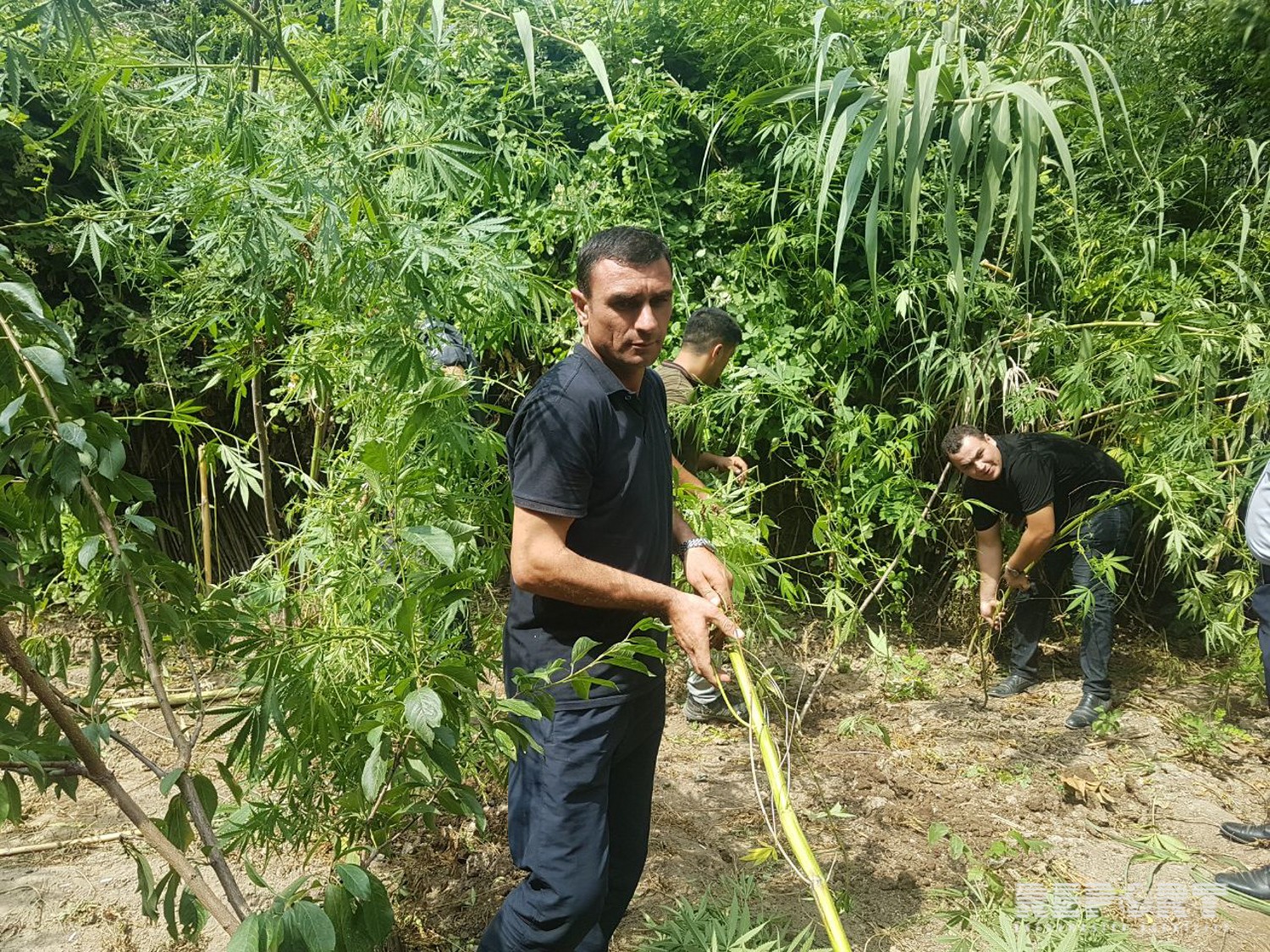 Polis Natiq Nadirovun həyətindən 123 ədəd çətənə kolu aşkarladı    - FOTOLAR