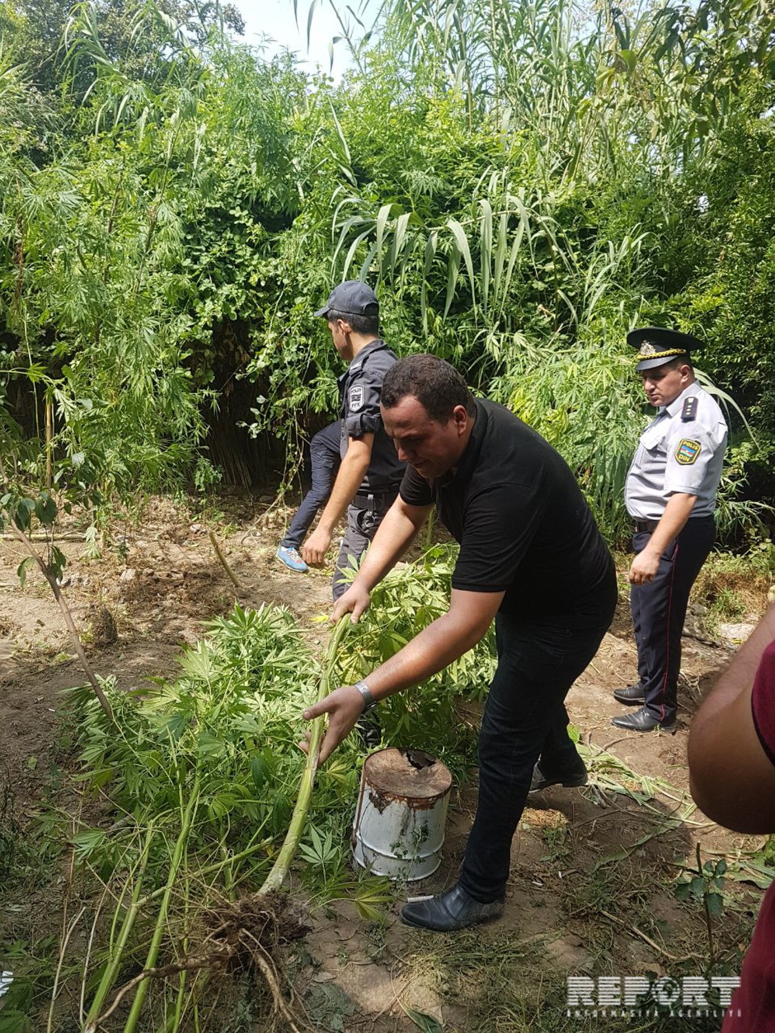 Polis Natiq Nadirovun həyətindən 123 ədəd çətənə kolu aşkarladı    - FOTOLAR