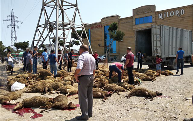 Bakıya satışa gətirilən 70-dən çox qurbanlıq qoyun tələf oldu  -   SƏBƏBİ... ( FOTOLAR)