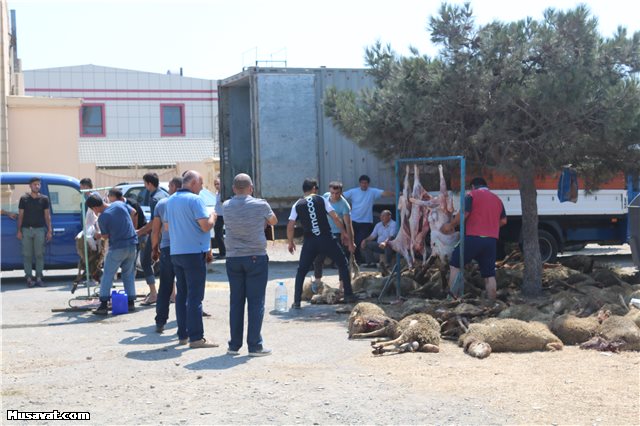 Bakıya satışa gətirilən 70-dən çox qurbanlıq qoyun tələf oldu  -   SƏBƏBİ... ( FOTOLAR)