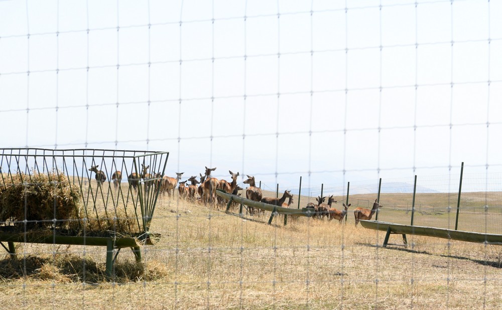 İlham Əliyev və Mehriban Əliyeva Safari Parkında -  FOTOLAR