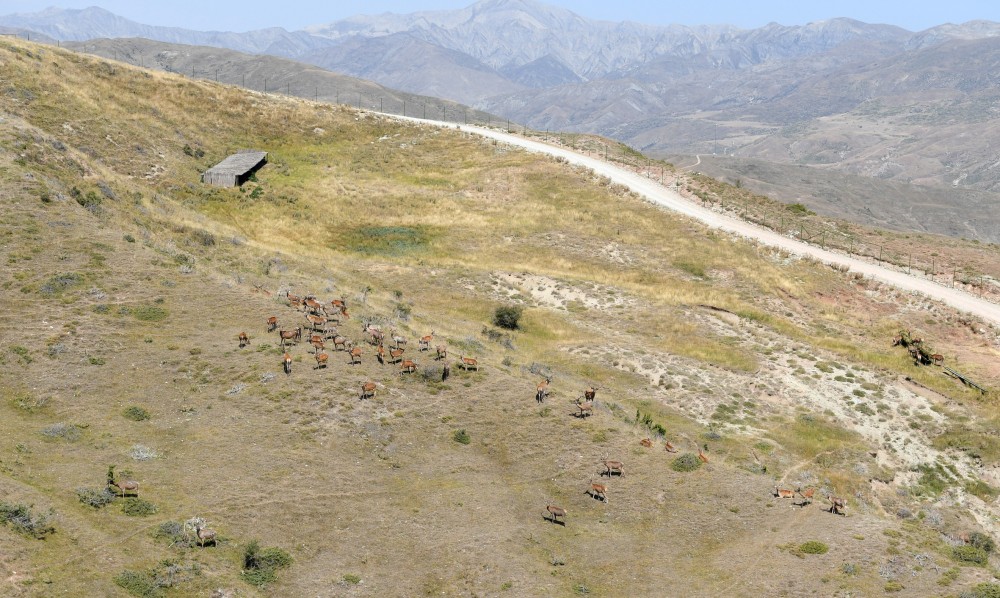 İlham Əliyev və Mehriban Əliyeva Safari Parkında -  FOTOLAR