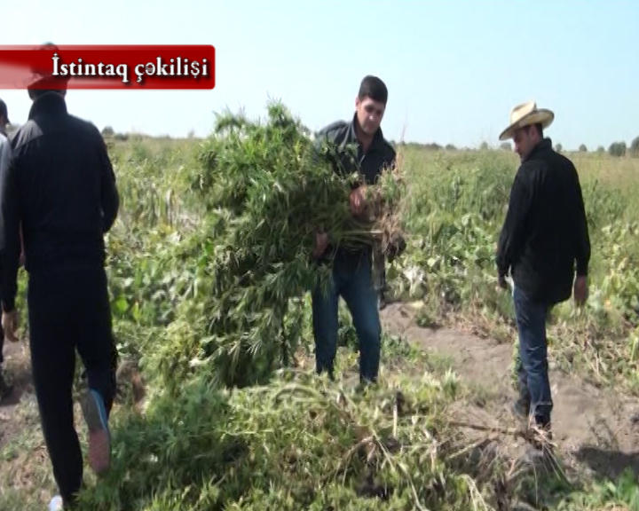 Qardaşı evində, özü isə bostanda narkotik bitkiləri əkdi -   FOTOLAR