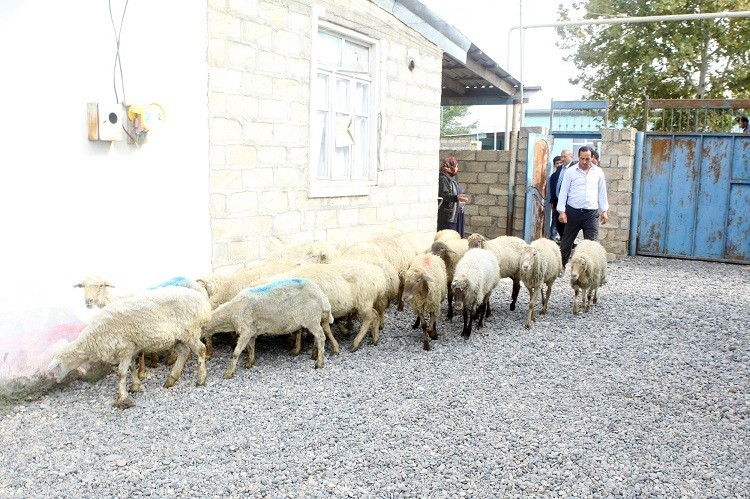 Sahil Babayev işsiz vətəndaşlara mal-qara verdi    - FOTOLAR