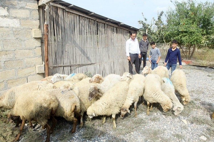 Sahil Babayev işsiz vətəndaşlara mal-qara verdi    - FOTOLAR