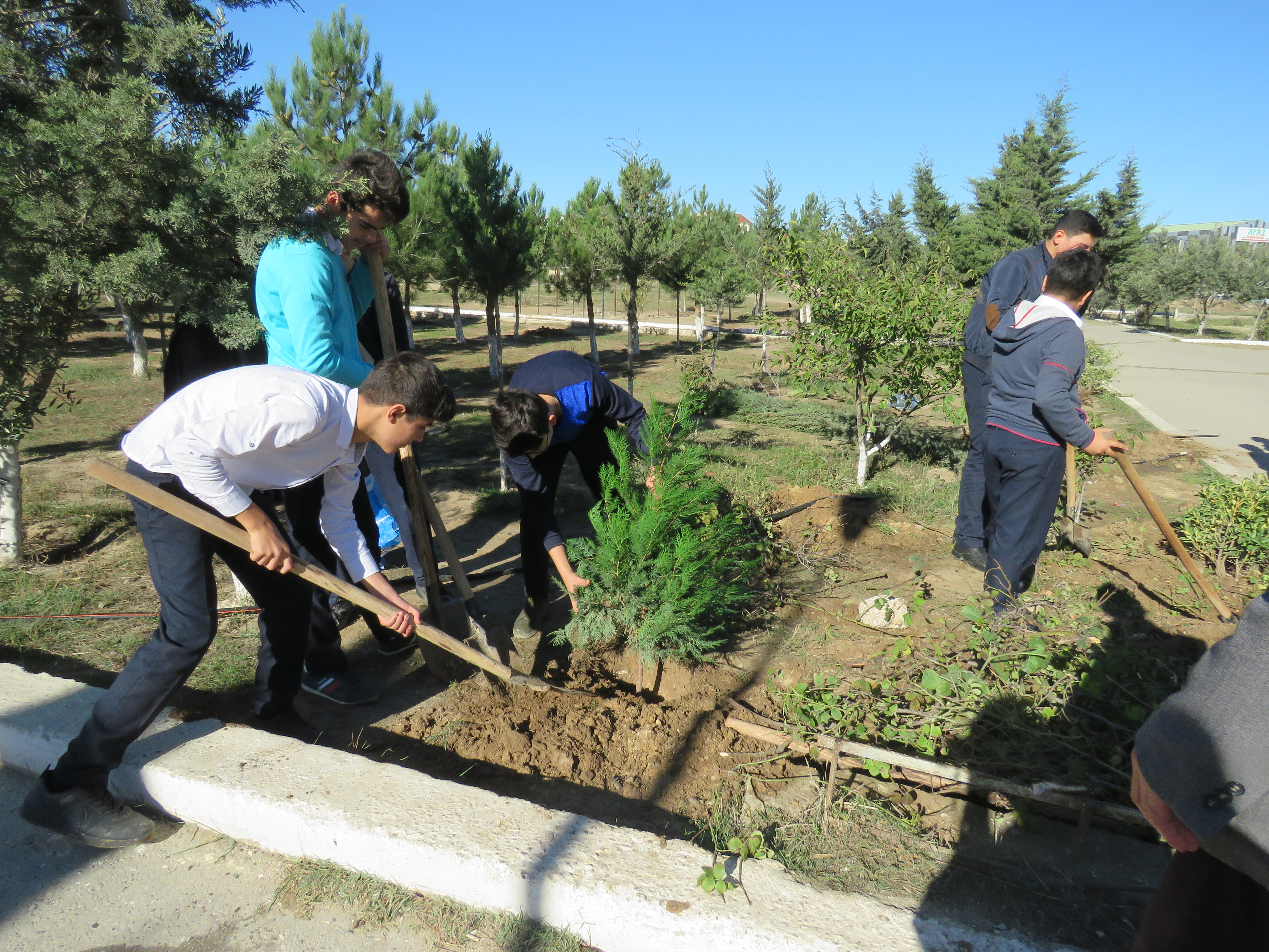 Ağac əkək, qoruyaq, bu ənənəni yaşadaq!    - FOTO