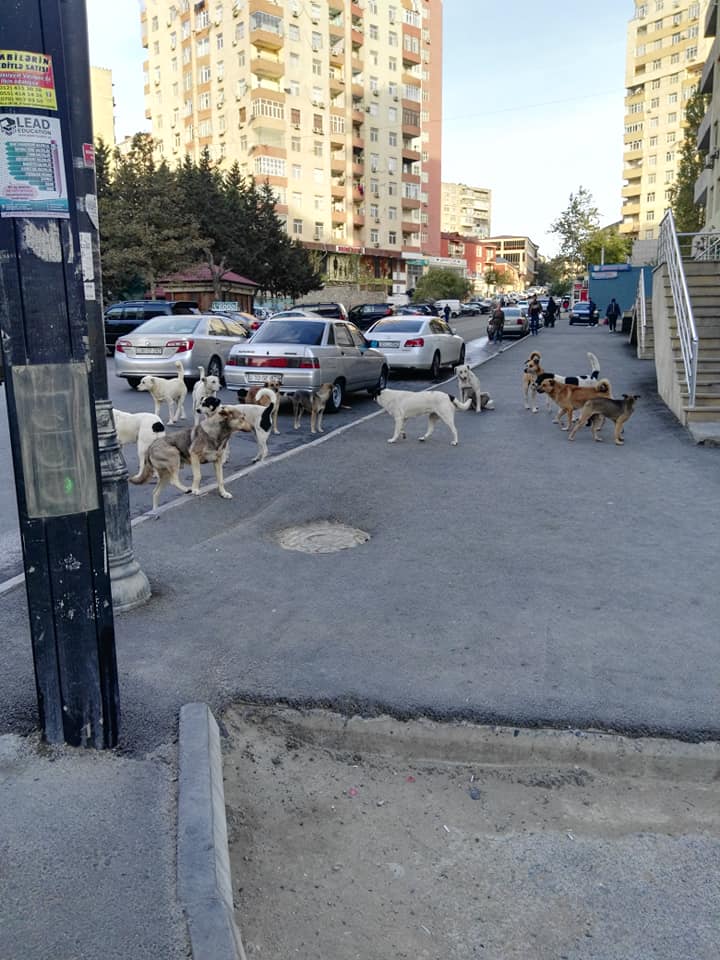 Yasamalda CANLI TƏHLÜKƏ:    Sahibsiz itlər insanları qorxuya salır (FOTO)