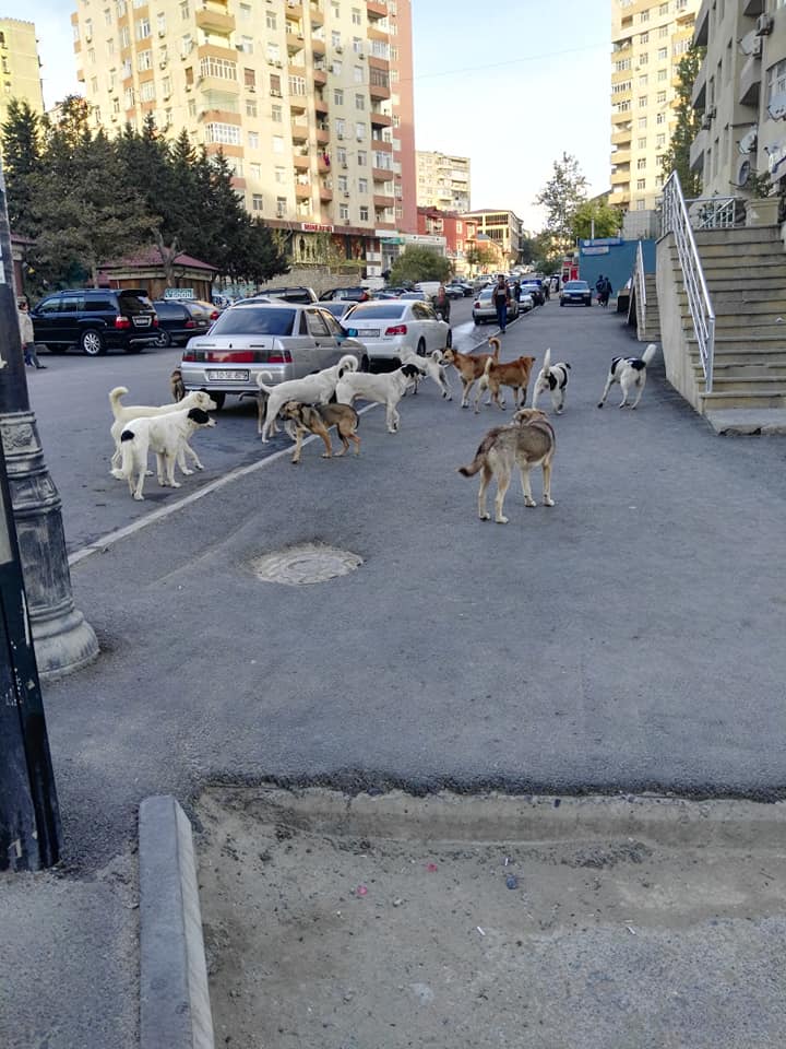 Yasamalda CANLI TƏHLÜKƏ:    Sahibsiz itlər insanları qorxuya salır (FOTO)