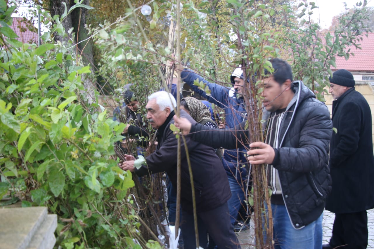 120 minə yaxın pulsuz ağac tingi paylanıldı   - FOTO