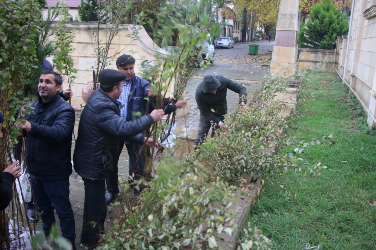 120 minə yaxın pulsuz ağac tingi paylanıldı   - FOTO