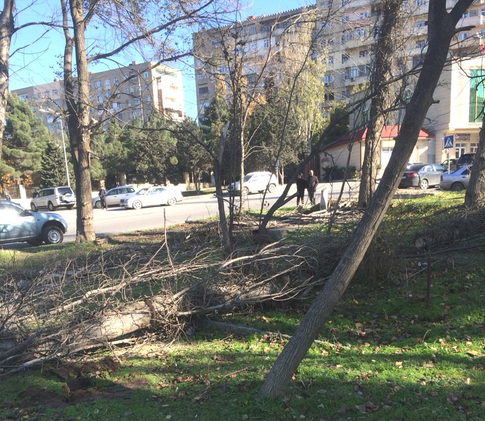 Qurumuş ağacların yerinə yeniləri əkildi  - FOTO