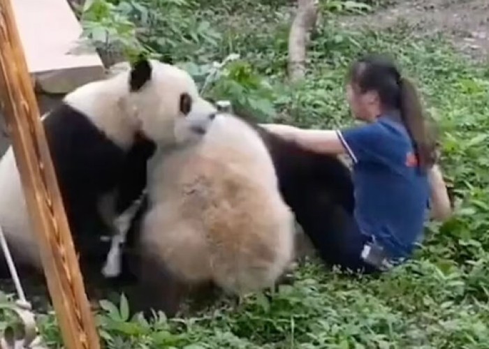 Pandalar zoopark işçisinə hücum ETDİ